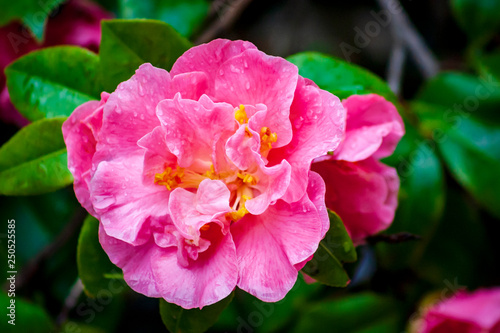 pink flower in the garden