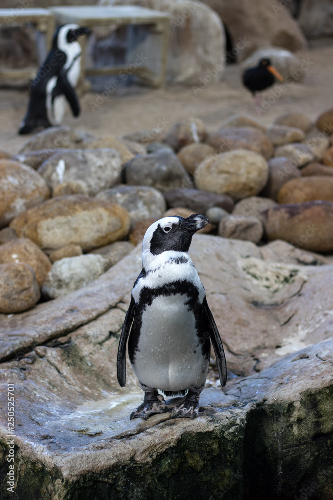 Fototapeta premium African penguin