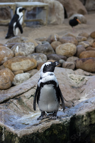 African penguin