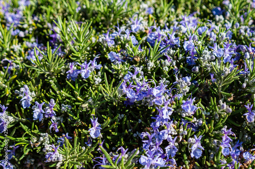Close up of Rosemary blooms