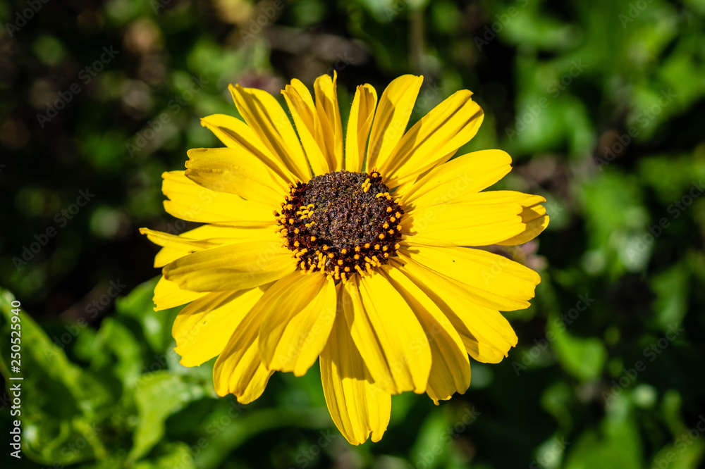 Yellow Daisy blooming in Ventura, California, USA Yellow Daisy blooming in Ventura, California, USA