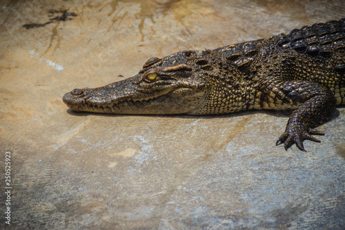 Crocodile is crawling to basking in the pond at the farm. Crocodile farming for breeding and raising of crocodilians in order to produce crocodile and alligator meat, leather, and other goods.