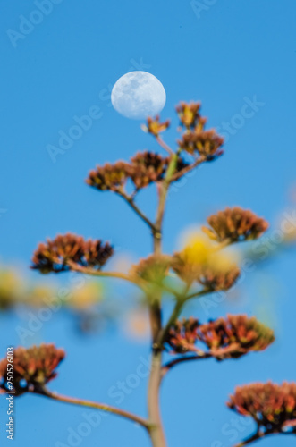 Moon & Agave Flower