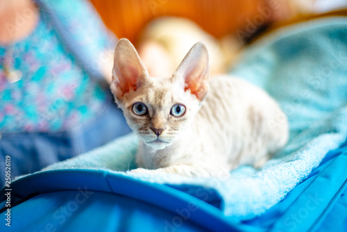 Canvas Print Blue-eyed cat breed German Rex