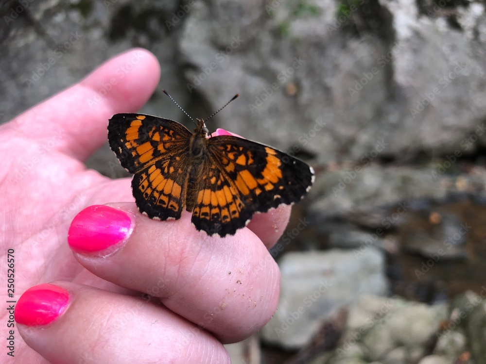 Butterfly pink nails