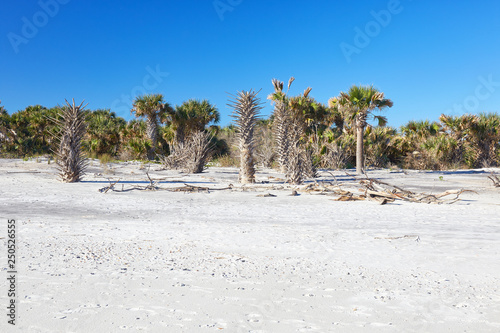 Palm trees and driftwood along the beach at Little Talbot Island State Park near Jacksonville, Florida photo