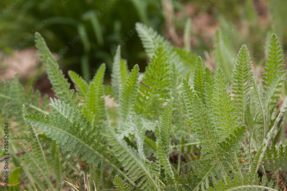 soft leaves soft leaves