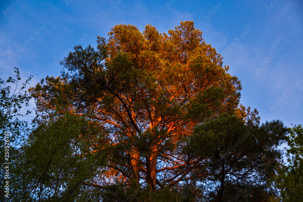 Naklejka premium Large forest tree with sunset light reflecting tree canopy
