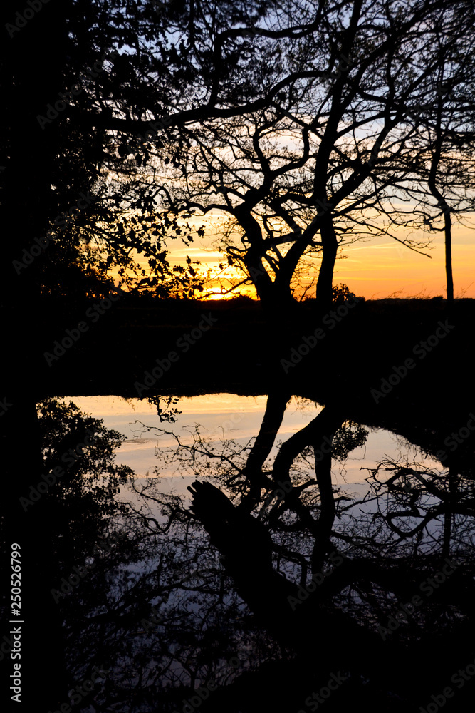 Beautiful sunset through silhouette trees with reflection in pond lake