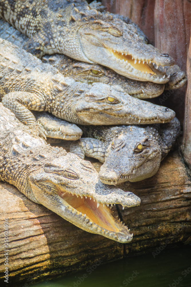 Fototapeta premium Group of many crocodiles are basking in the concrete pond. Crocodile farming for breeding and raising of crocodilians in order to produce crocodile and alligator meat, leather, and other goods.