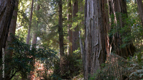 shot of coastal redwood trees at muir woods