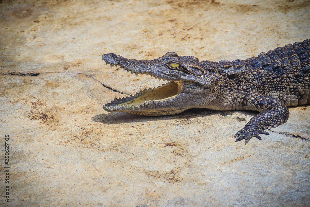 Obraz premium An angry crocodile is open jaws and ready to strike. A young crocodile is open mouth while resting at the farm. Commercial crocodile farming business is very profitable, but requires for 3 to 4 years.