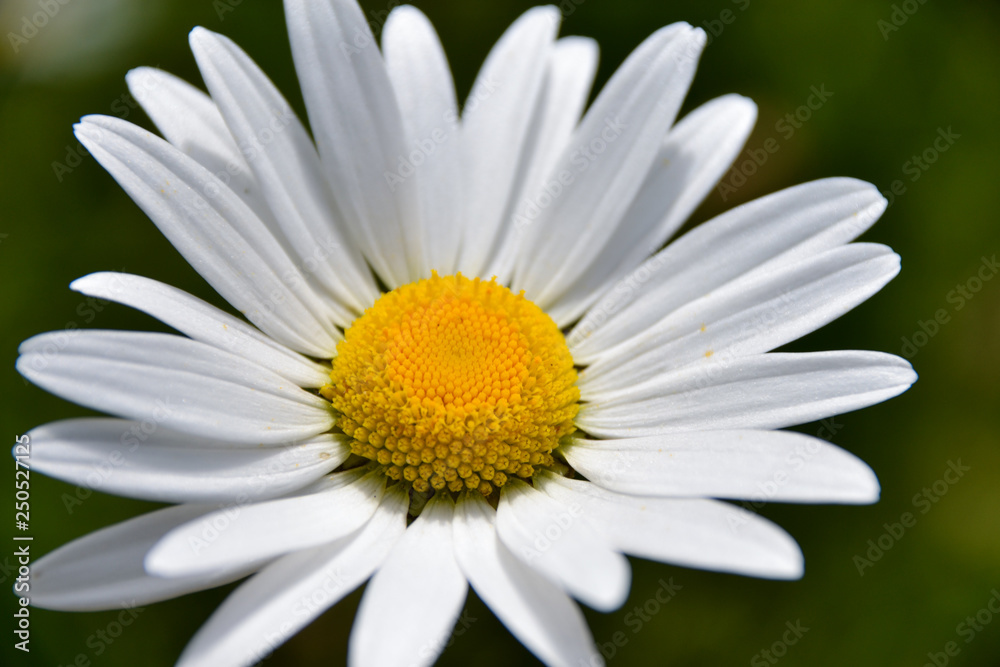 Close up of Chamomile flower Close up of Chamomile flower