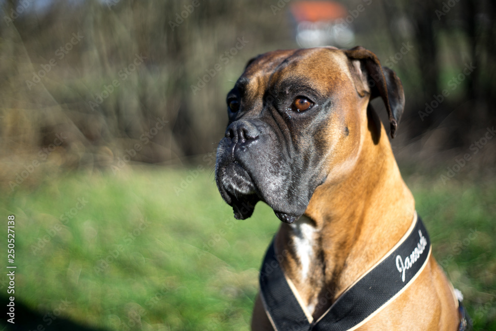 Boxerhund Portrait