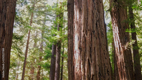 coastal redwood trees at muir woods national monument