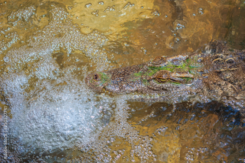 Crocodiles have acute senses that them eyes, ears and nostrils are located on top of the head, allowing the crocodile to lie low in the water, almost totally submerged and hidden from prey. Crocodiles have acute senses that them eyes, ears and nostrils are located on top of the head, allowing the crocodile to lie low in the water, almost totally submerged and hidden from prey.