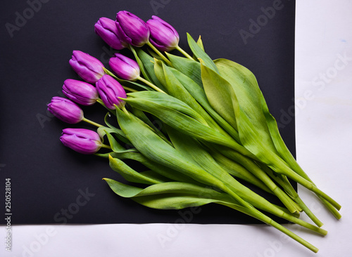 bouquet of purple tulips on dark black isolated background