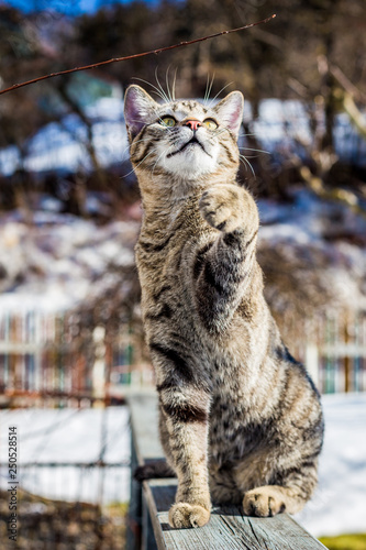 Portrait of a domestic cat in winter outdoors