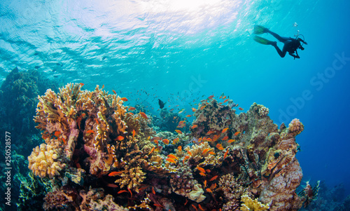 Fototapeta Naklejka Na Ścianę i Meble -  Young man scuba diver exploring coral reef.