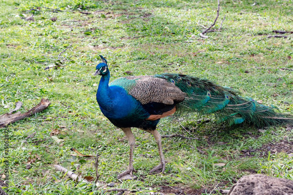 Fototapeta premium Hawaii Oahu Blue peacock in Makaha Valley