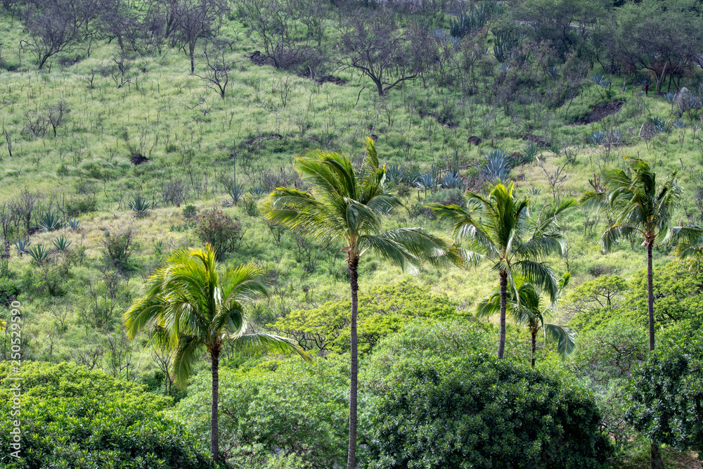 Makaha valley with tree diversity on the west coast of Oahu Makaha valley with tree diversity on the west coast of Oahu