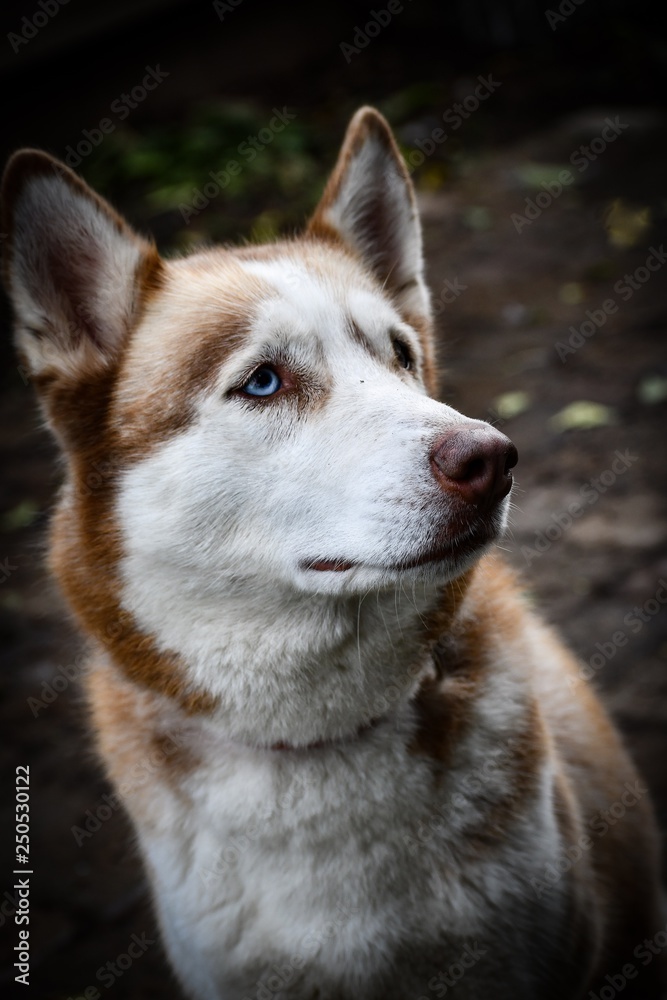 Fototapeta premium portrait of a dog
