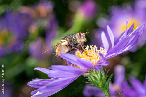 Tetanocera arrogans - marsh fly with Aster photo