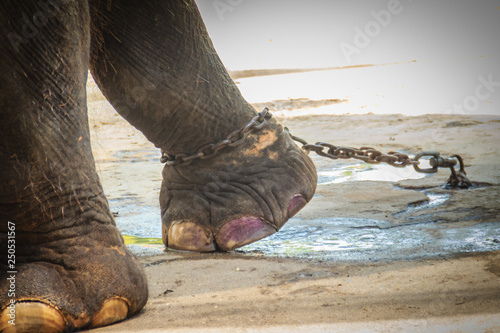Photography Leg chained elephant and look very pitiful.