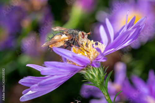 Tetanocera arrogans - marsh fly with Aster photo