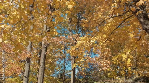 Fall Foliage - Vibrant Colors - New England, Vermont 4k