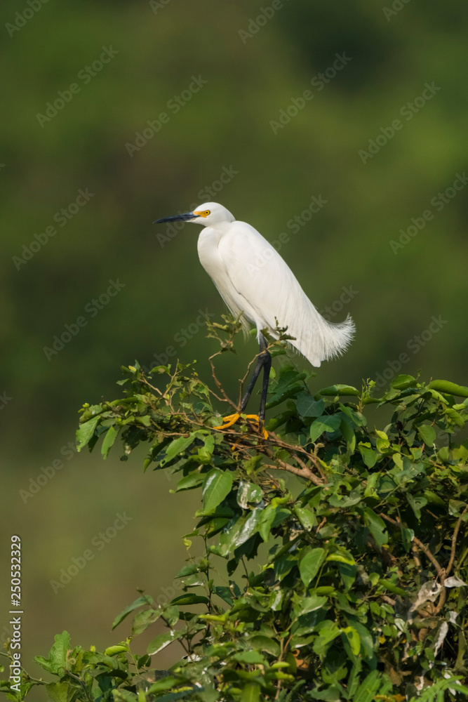 White heron, perched on the vegetation, Pantanal , Brazil White heron, perched on the vegetation, Pantanal , Brazil