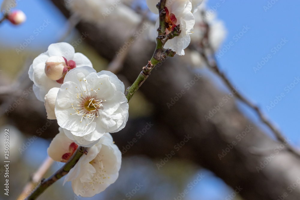 White Plum of plum garden at AobanoMori Park, Chiba prefecture, Chiba city, Japan White Plum of plum garden at AobanoMori Park, Chiba prefecture, Chiba city, Japan