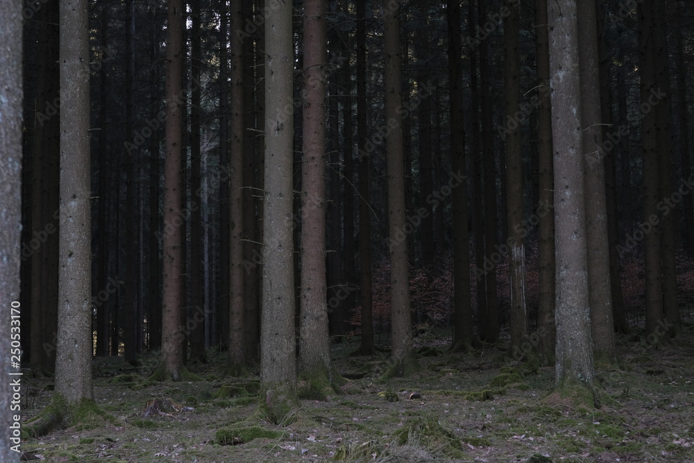 Naklejka premium Wildernes Woods Countryside Nature