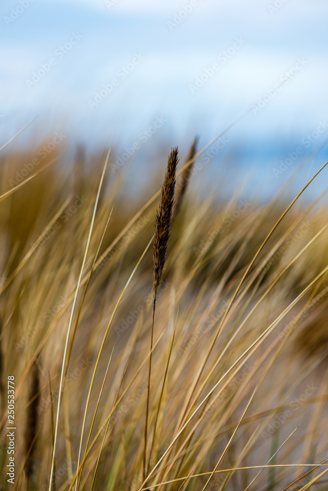 Fototapeta premium dry grass bents in winter on sea shore