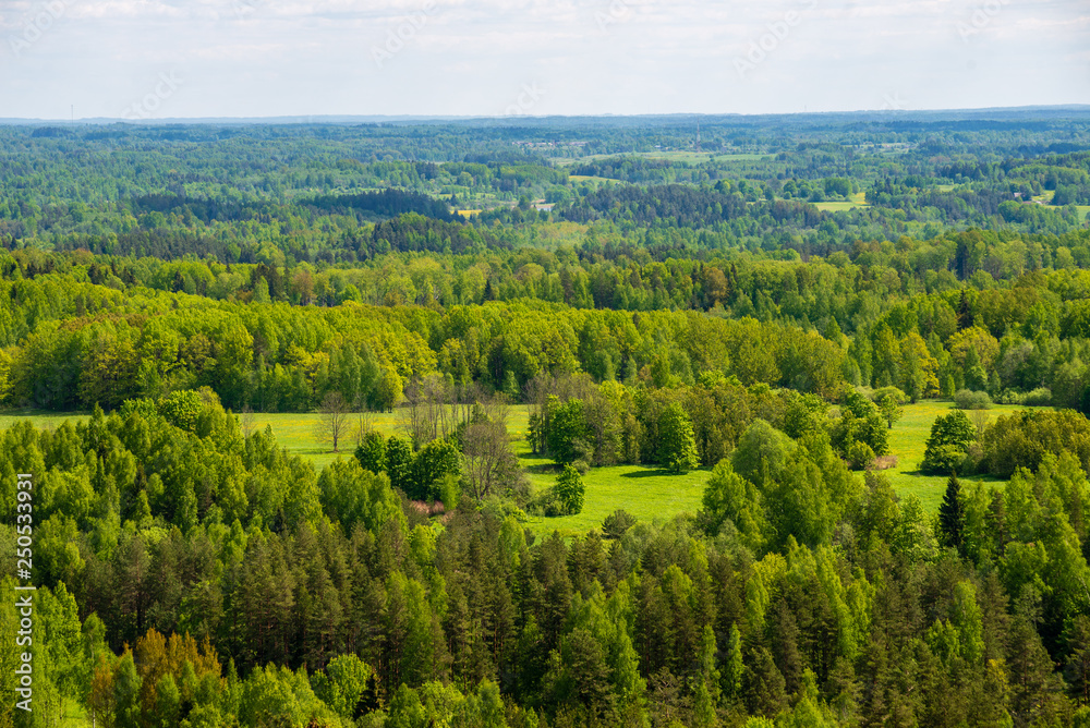 endless forests green foliage in summer