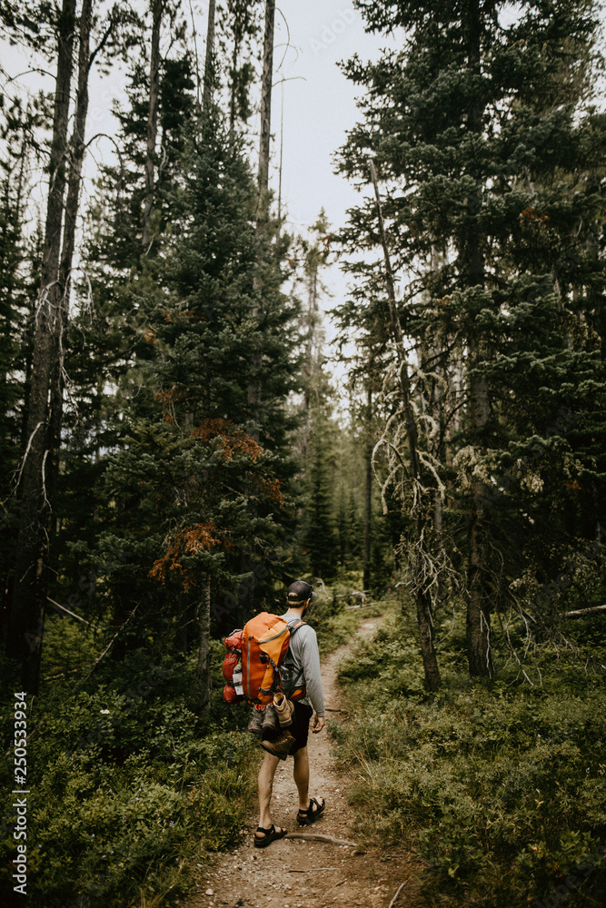Rear view of male hiker with backpack walking on trail amidst trees in Grand Teton National Park Rear view of male hiker with backpack walking on trail amidst trees in Grand Teton National Park