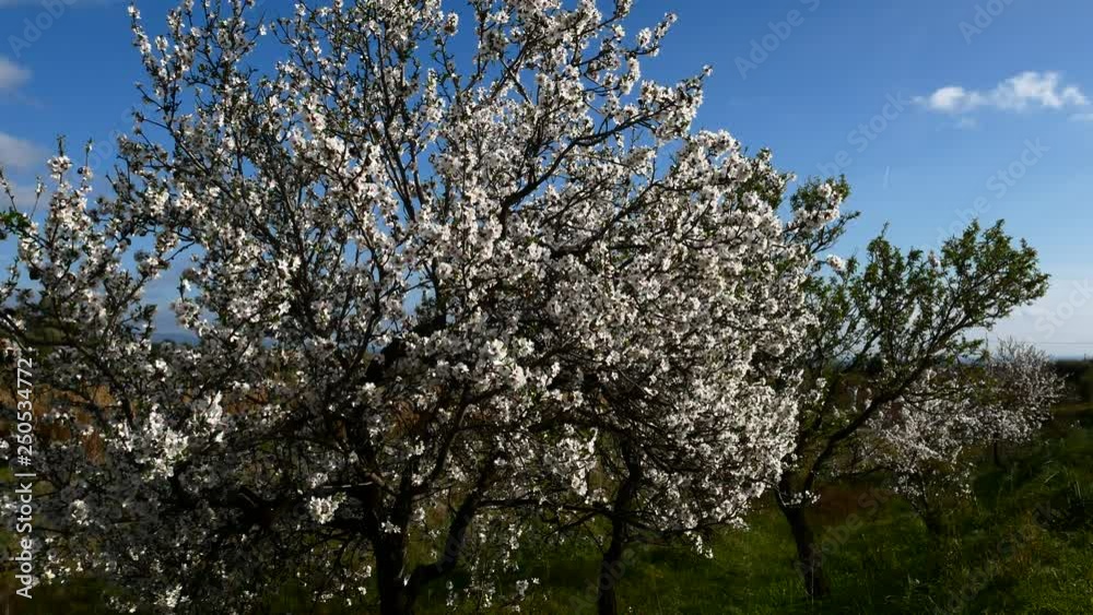 Almond flower Almond Tree Close-up Video 4K Almond flower Almond Tree Close-up Video 4K