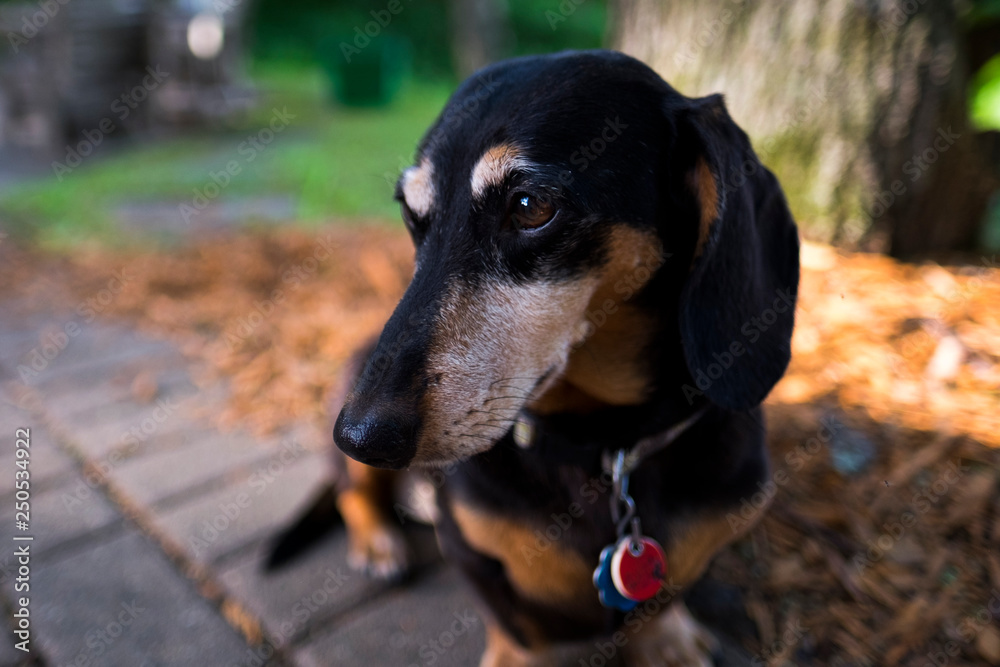 Close-up of dog looking away while sitting on footpath Close-up of dog looking away while sitting on footpath