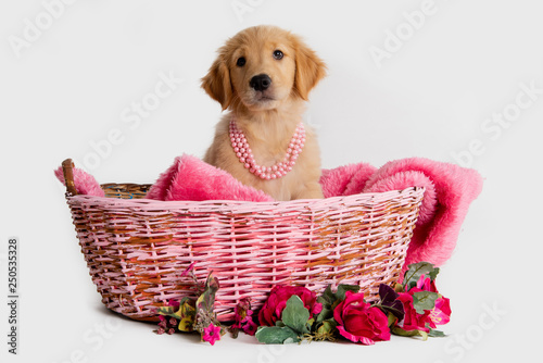cute puppy in a pink basket with roses