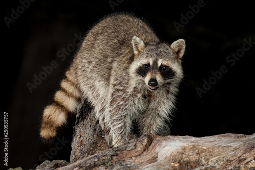Raccoon
