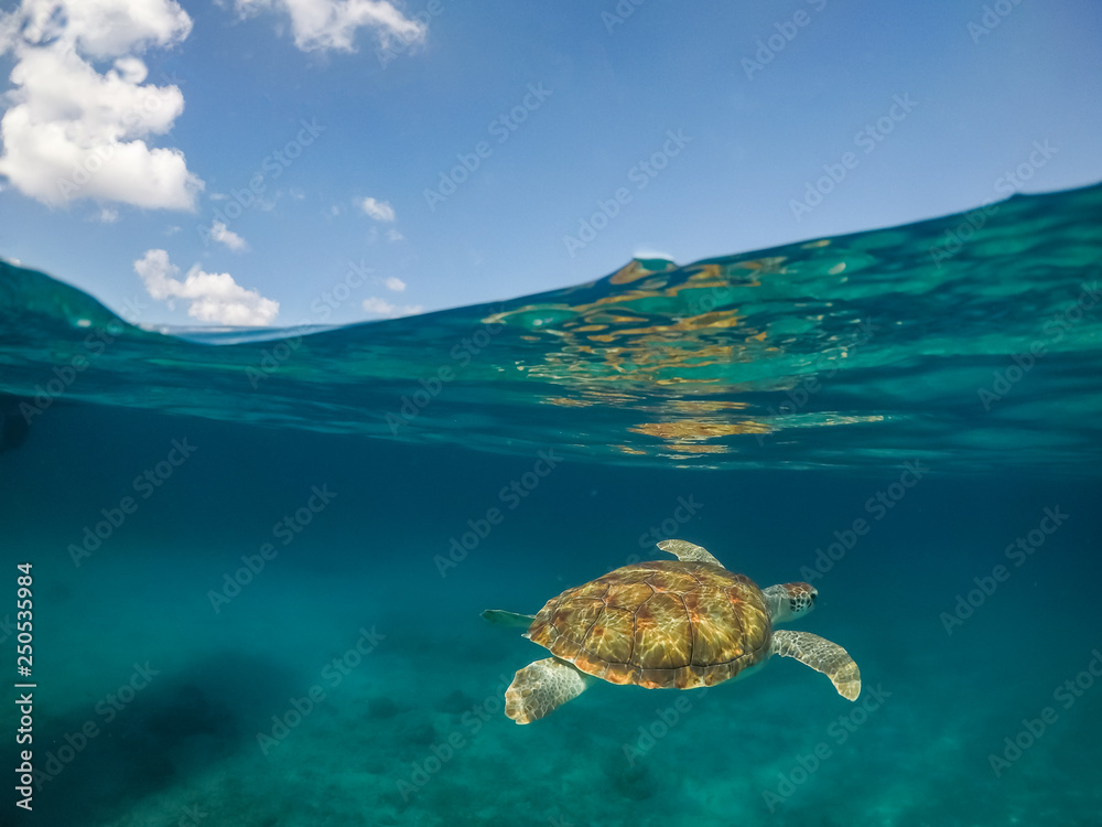 Swimming with Turtles   Views around the small Caribbean Island of Curacao