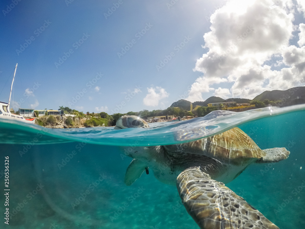 Swimming with Turtles   Views around the small Caribbean Island of Curacao