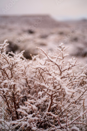 morning snowfall flakes cling to stems of dry desert plants in Eastern Sierra Nevada mountain valley winter landscape in California