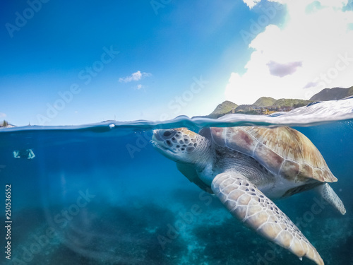 Swimming with Turtles Views around the small Caribbean Island of Curacao