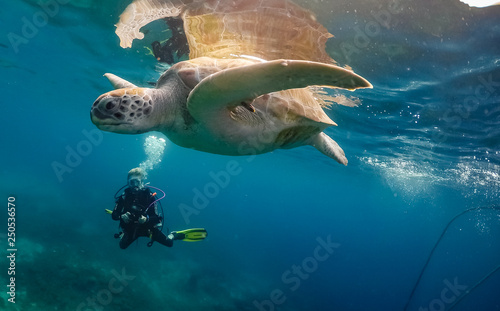 Swimming with Turtles   Views around the small Caribbean Island of Curacao © Gail Johnson