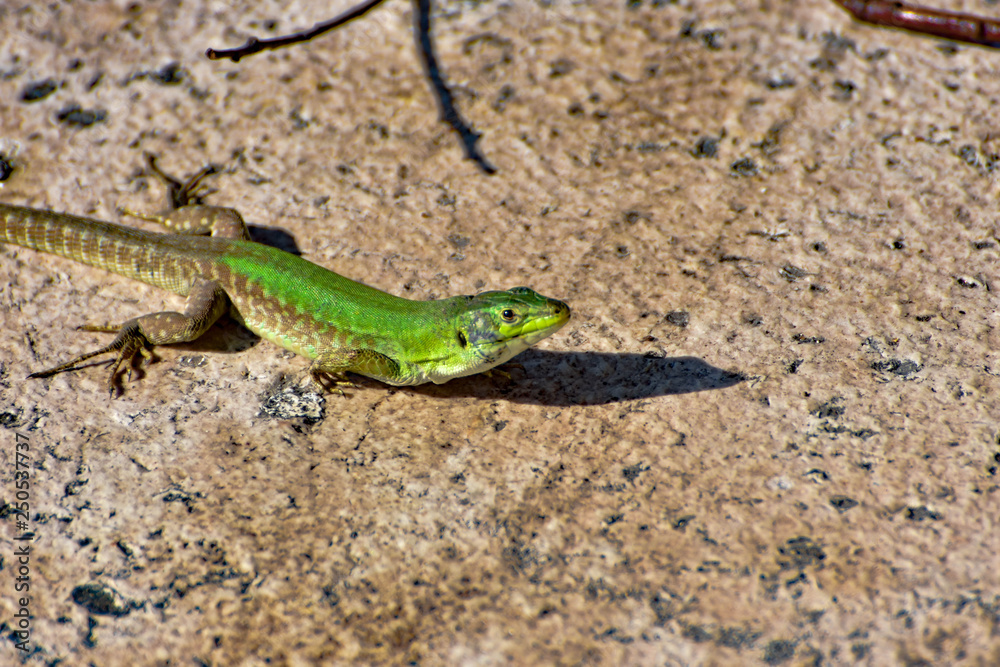 Fototapeta premium lizard on rock