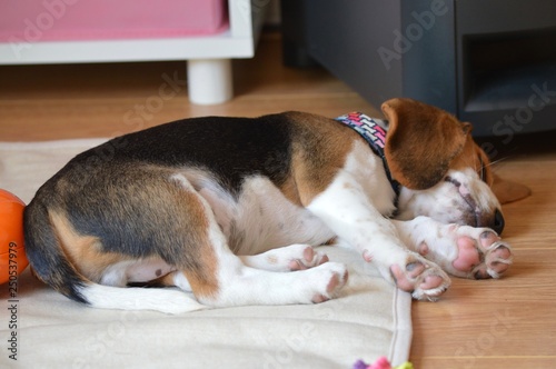 puppy dog beagle sleeping 