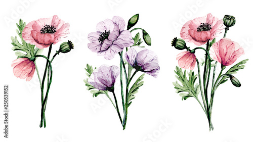 Flowers poppies, watercolor painting for greeting card, wedding invitation, summer wed design, holiday decoration. Isolated on white background.   © Larisa