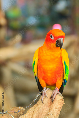 Leg chained Sun parakeet parrot that look so sad and agonize. The sun parakeet or sun conure (Aratinga solstitialis) is a medium-sized brightly colored parrot native to northeastern South America. © kampwit
