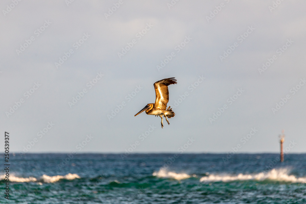 Fototapeta premium Saint Vincent and the Grenadines, flying pelican 